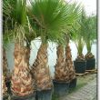 Washingtonia filiféra, télálló pálma, yukka, agave II. kerület - Mediterrán növények kertészete